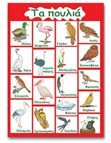 Next εκπαιδευτική αφίσα "Τα πουλιά" 50x70εκ.