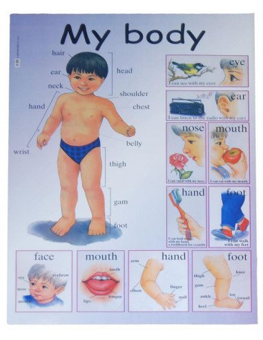 Next εκπαιδευτική αφίσα "Το σώμα μου" Αγγλικά 50x70εκ.