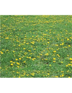 Χαρτόνι "λιβάδι" 50x70εκ. 300γρ.