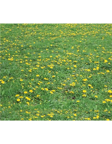 Χαρτόνι "λιβάδι" 50x70εκ. 300γρ.