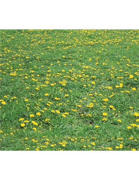 Χαρτόνι "λιβάδι" 50x70εκ. 300γρ.