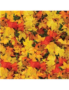 Χαρτόνι "φύλλα φθινοπώρου" 50x70εκ. 300γρ.