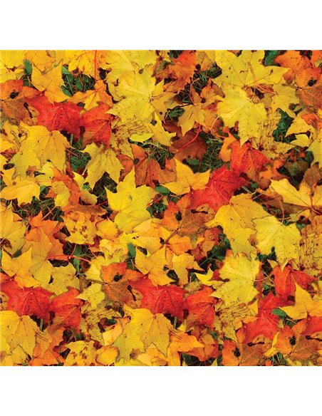 Χαρτόνι "φύλλα φθινοπώρου" 50x70εκ. 300γρ.