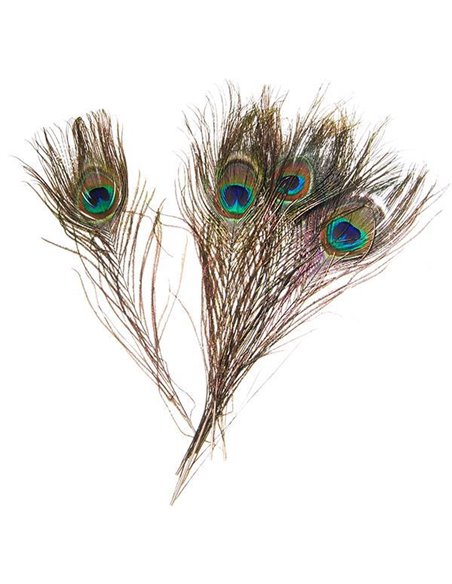 Φτερά παγωνιού μήκος 25-30 εκ. συσκ. 6 τεμ. σε blister