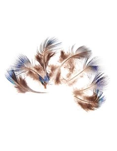 Φτερά παγωνιού μήκος 5-7 εκ. συσκ.10 τεμ. σε blister