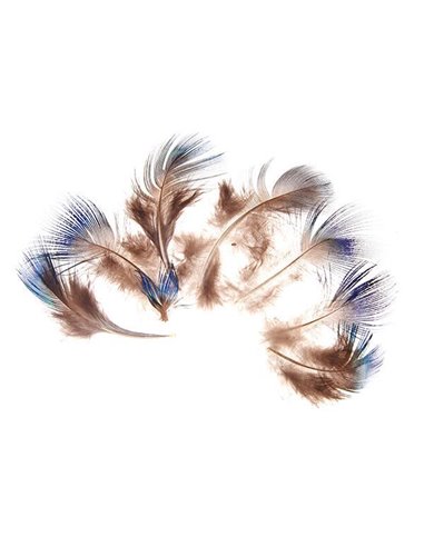 Φτερά παγωνιού μήκος 5-7 εκ. συσκ.10 τεμ. σε blister