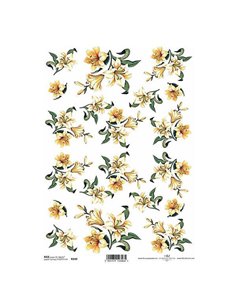 Ριζόχαρτο "capensia" 21x29εκ.   (ITD-R149)