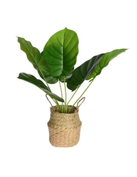 Τεχνητό φυτό αλοκασία ύψους 46εκ. σε ψάθινο καλάθι