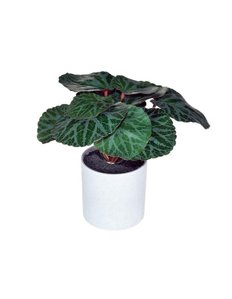 Φυτό τεχνητό Μπιγκόνια 18εκ., σε γκρι πλαστικό γλαστράκι Ø8xΥ8εκ.