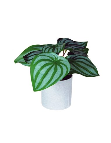 Φυτό τεχνητό Σαξιφράγκα 18εκ., σε γκρι πλαστικό γλαστράκι Ø8xΥ8εκ.