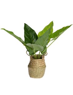 Τεχνητό φυτό μπανανιά ύψους 46εκ. σε ψάθινο καλάθι