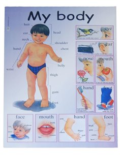 Next εκπαιδευτική αφίσα "Το σώμα μου" Αγγλικά 50x70εκ.