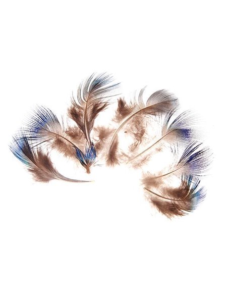 Φτερά παγωνιού μήκος 5-7 εκ. συσκ.10 τεμ. σε blister