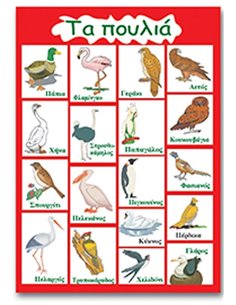 Next εκπαιδευτική αφίσα "Τα πουλιά" 50x70εκ.