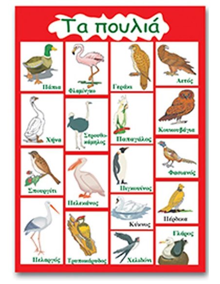 Next εκπαιδευτική αφίσα "Τα πουλιά" 50x70εκ.